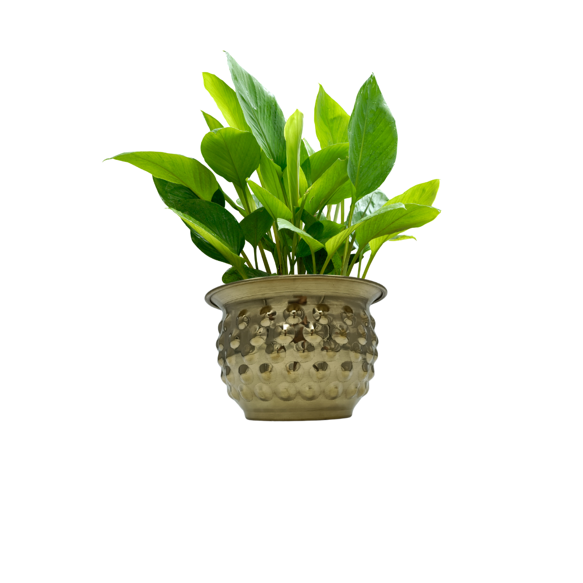 Brass Bubble Planter